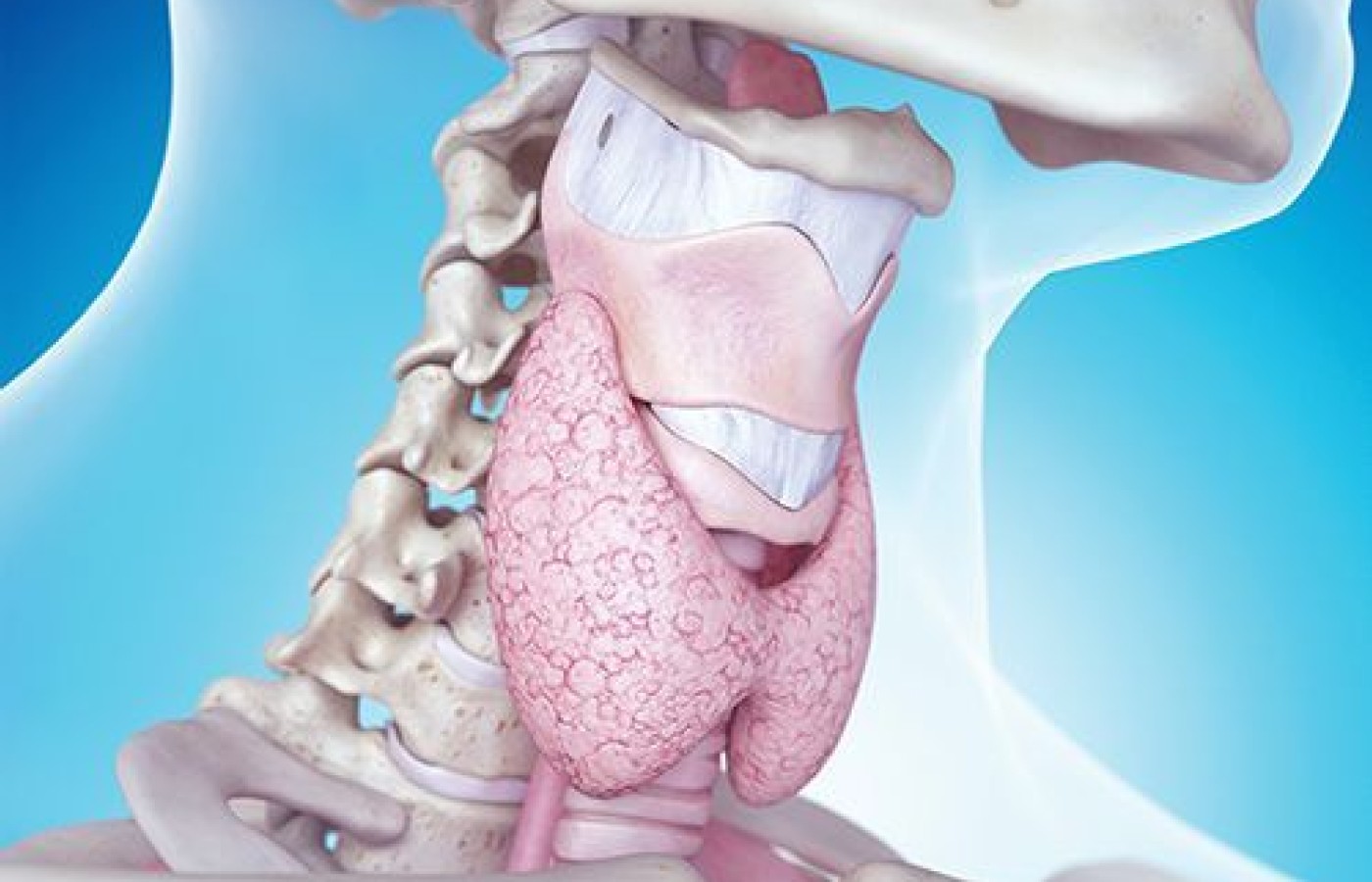 ساختار غضروف حنجره